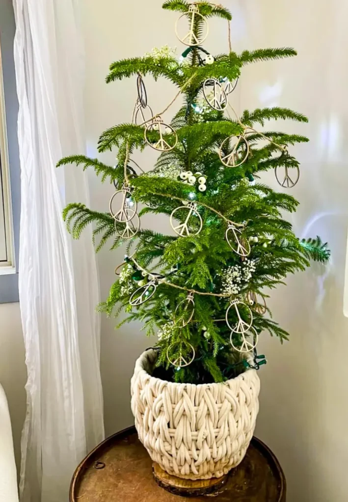 Live Norfold Pine Table top tree decorated for Christmas. 