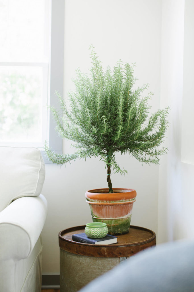 Antique drum in use as side table with Rosemary Topiary on top.