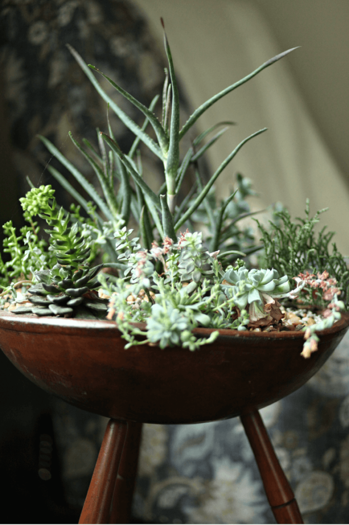 Vintage bowl used as planter for succulents.