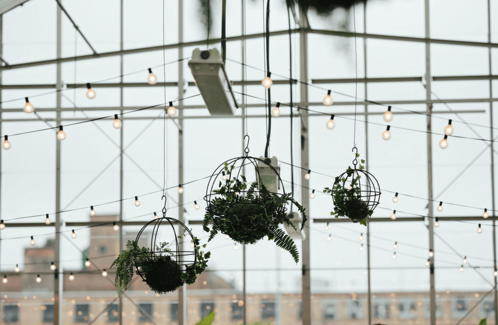 Downtown Market Greenhouse showing hanging plants.