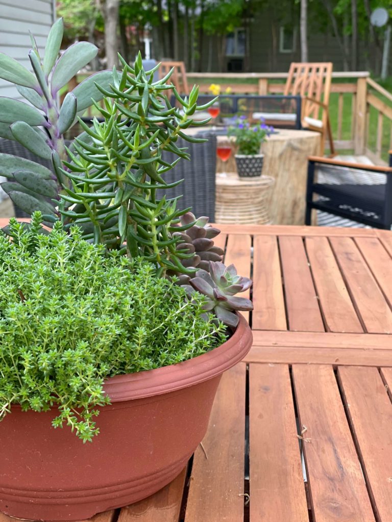 Succulents on outdoor table.