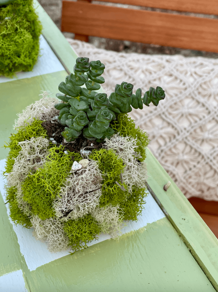 Succulents as game pieces for a cute checkerboard table for the patio