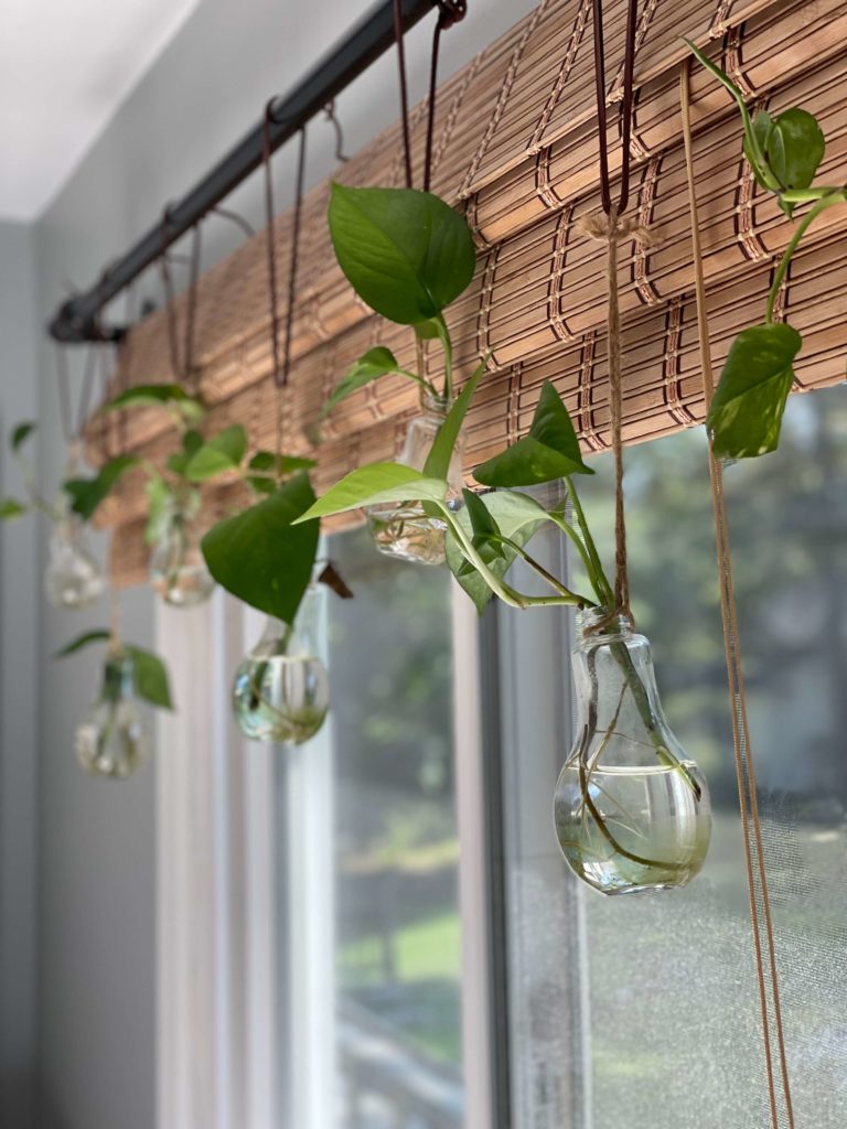 Bulb shaped bud vases hole plant cuttings in a window.
