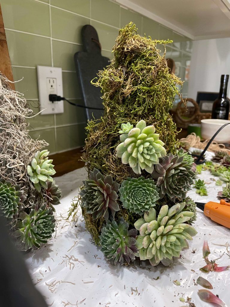 Succulents being glued to moss covered Christmas Tree.