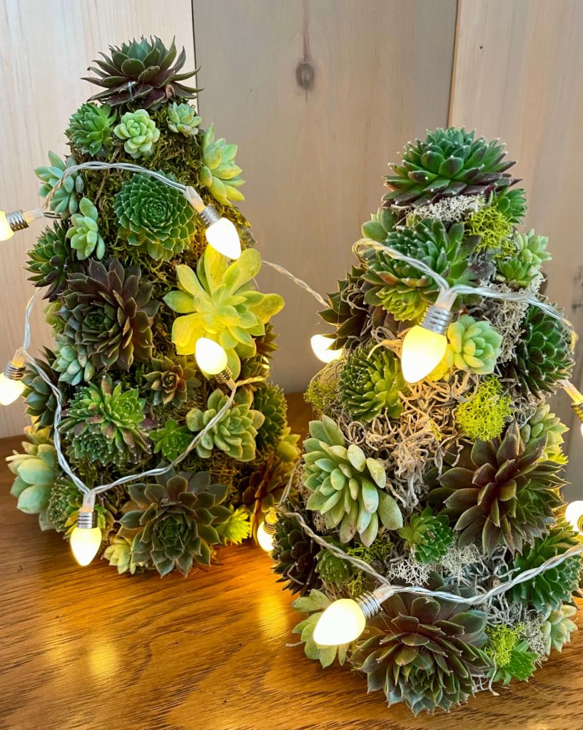 DIY Mini Succulent Christmas trees with fairy lights.
