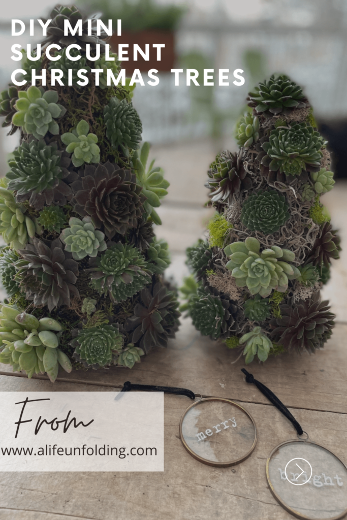 Pin for DIY Succulent Christmas Tree