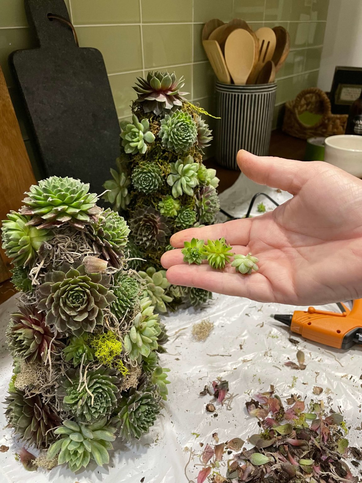 A DIY Mini Succulent Christmas Tree A Life Unfolding