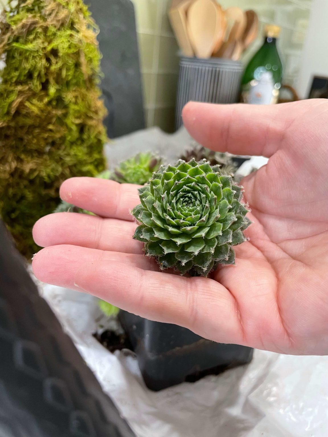 A DIY Mini Succulent Christmas Tree A Life Unfolding