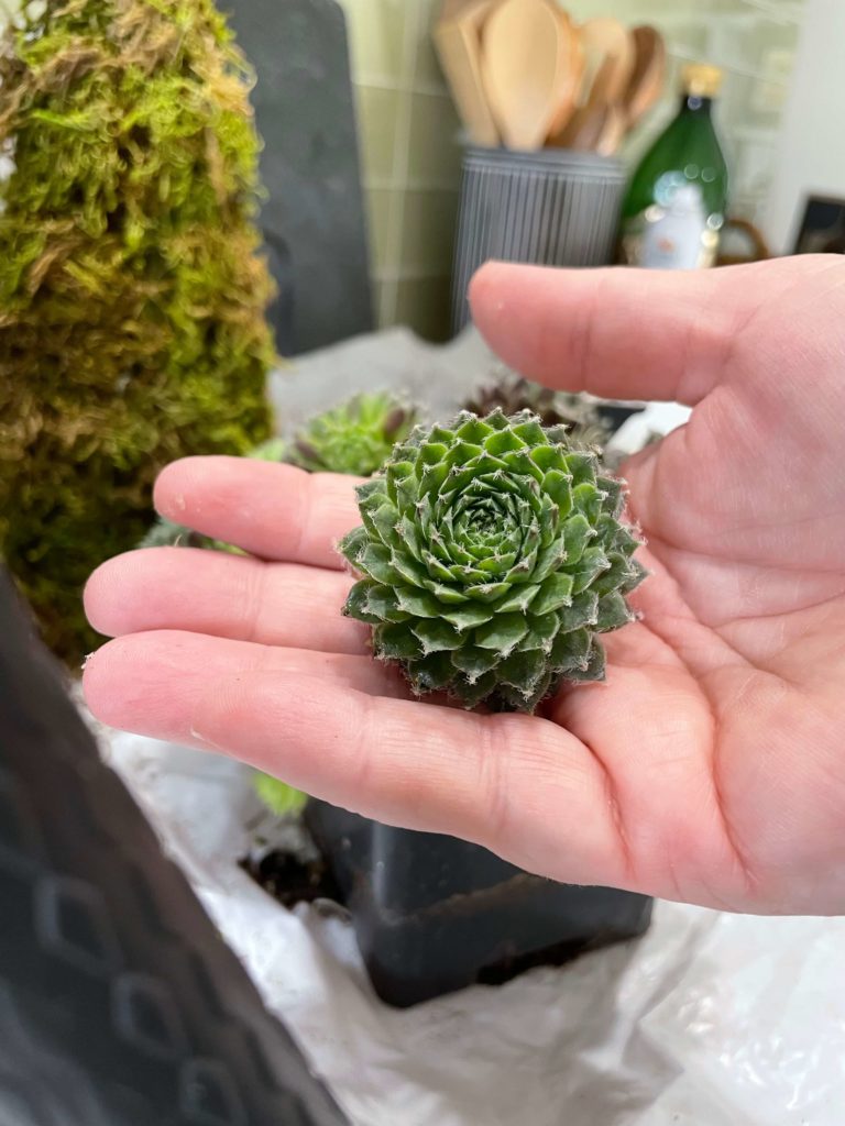 Hens and Chicks cutting for DIY Mini Succulent Christmas Tree