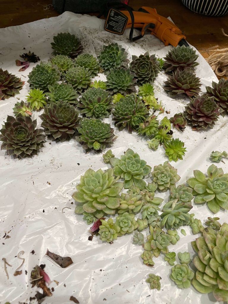 Cuttings from succulents
