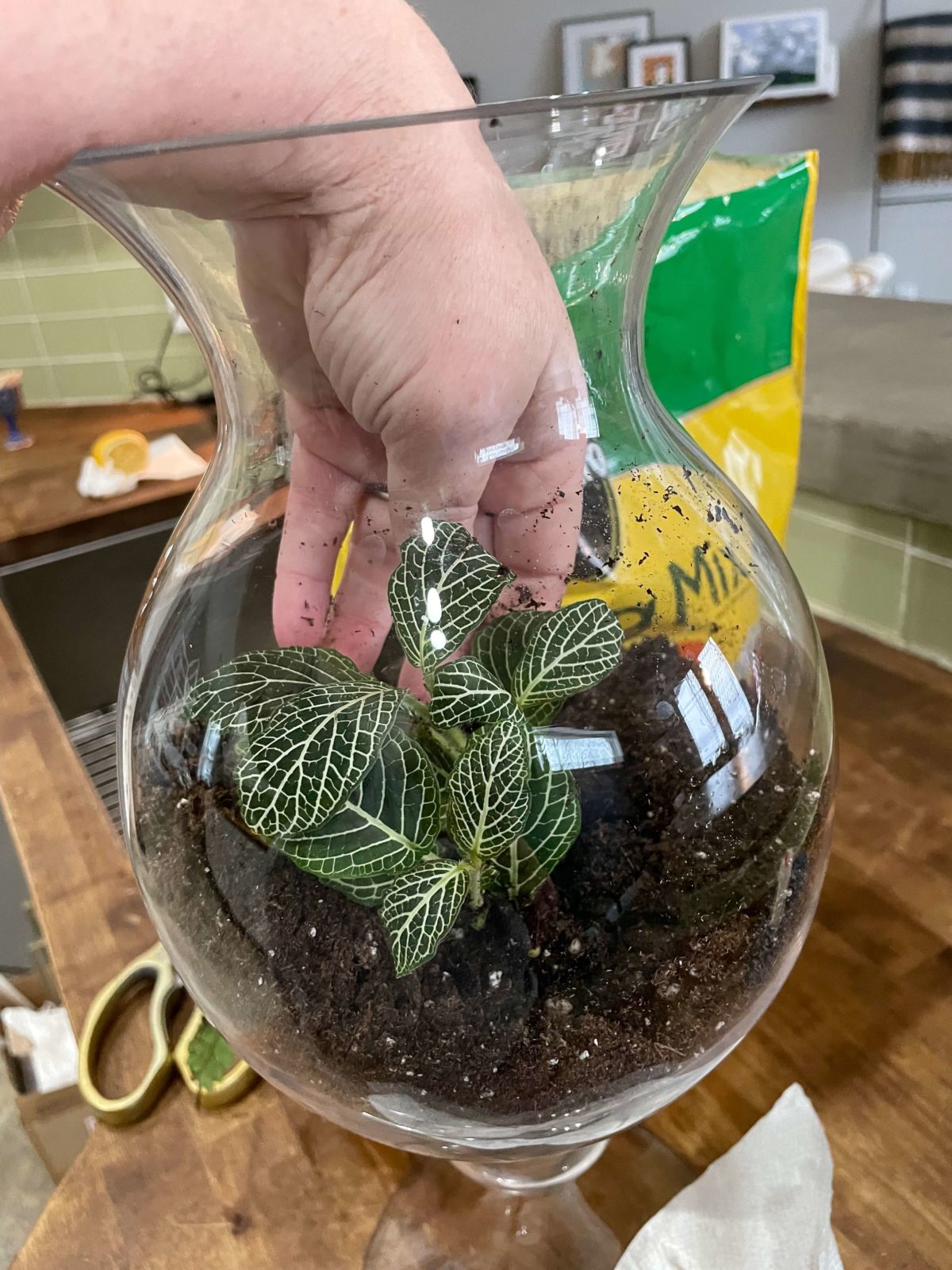 Turn A Jar Into A DIY Terrarium - A Life Unfolding