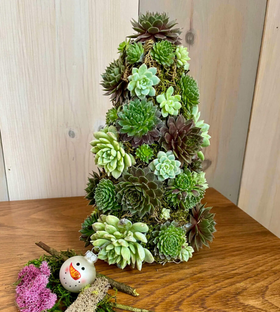 Mini Christmas Tree made from succulents.