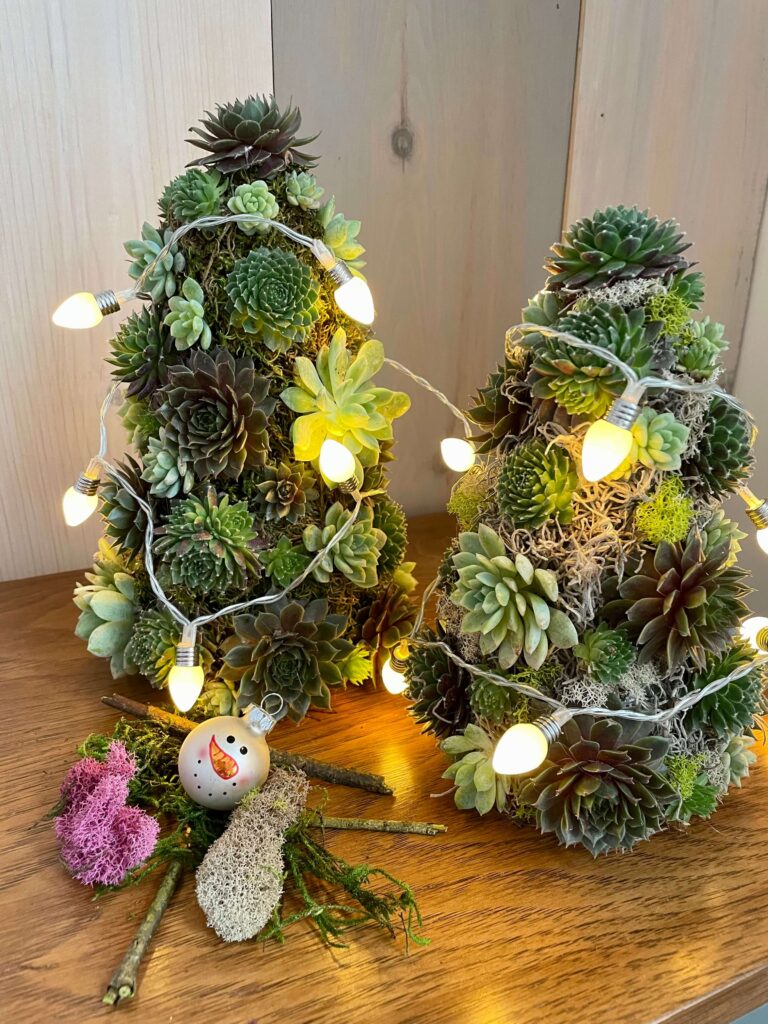 DIY Succulent Christmas Trees decorated with fairy lights.