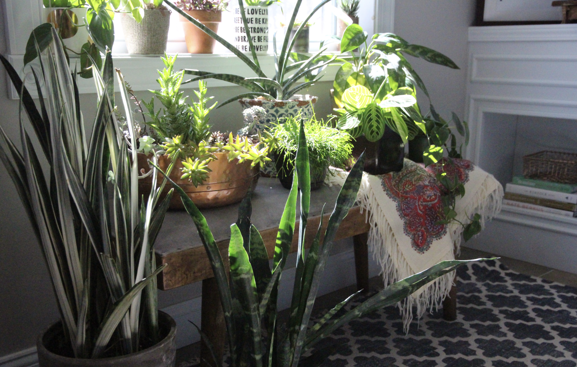 Various house plants on a bench