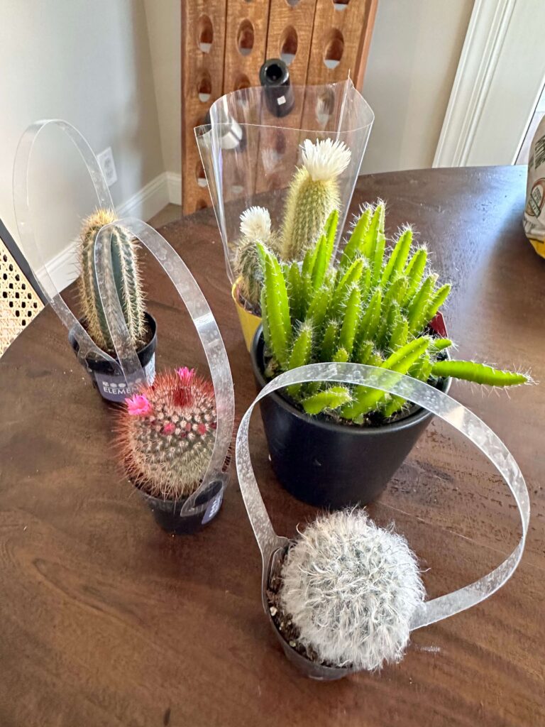A variety of Cacti for a DIY Cactus Terrarium.