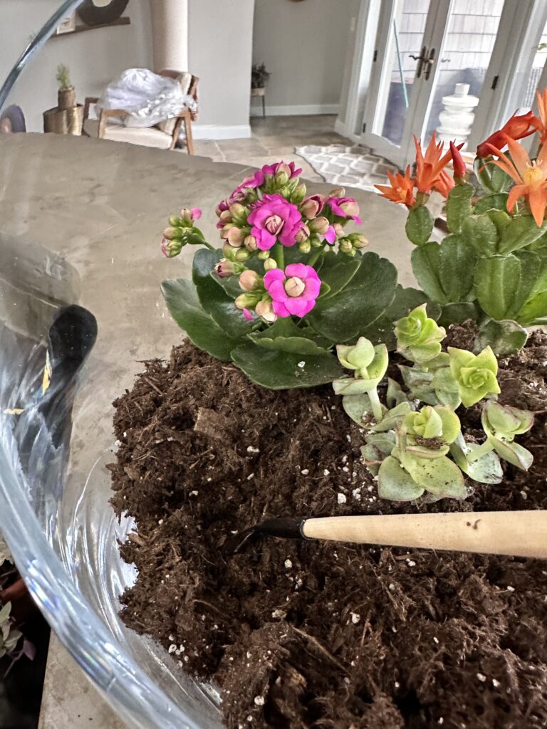 Step by step instructions for making a DIY succulent terrarium.