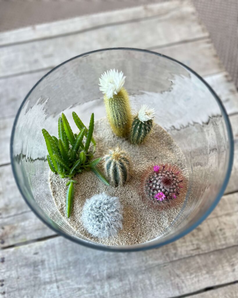 DIY Cactus Terrarium with five cacti including flowering cacti