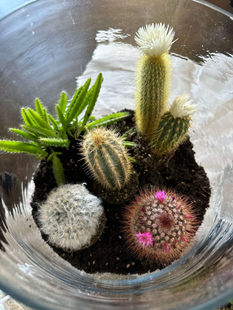 Assorted Cacti Varieties.