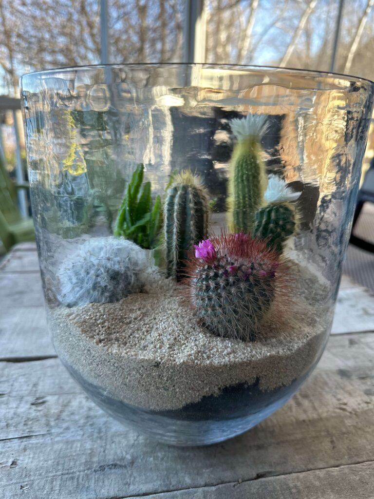 Side view of a Cactus Terrarium in a glass bowl.