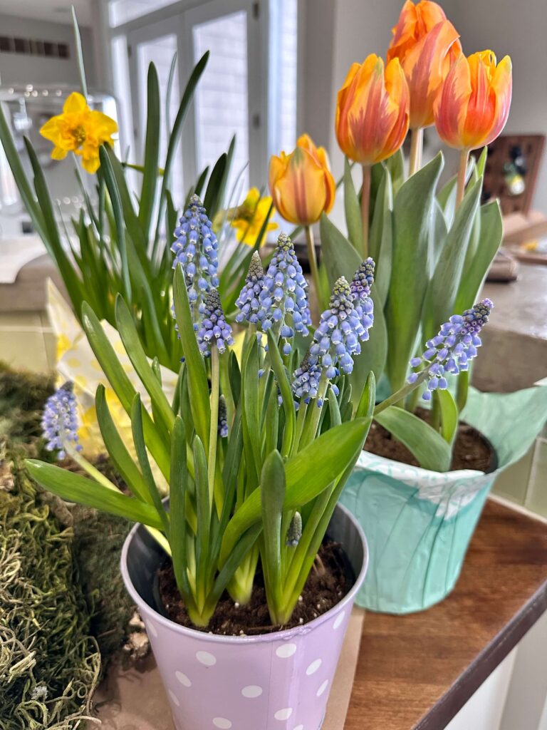 Pots of Spring Bulbs.