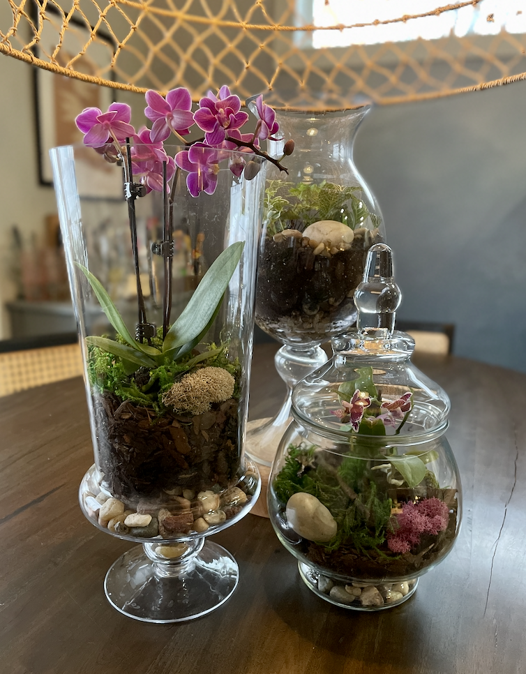 Terrariums filled with mini orchids and moss. 