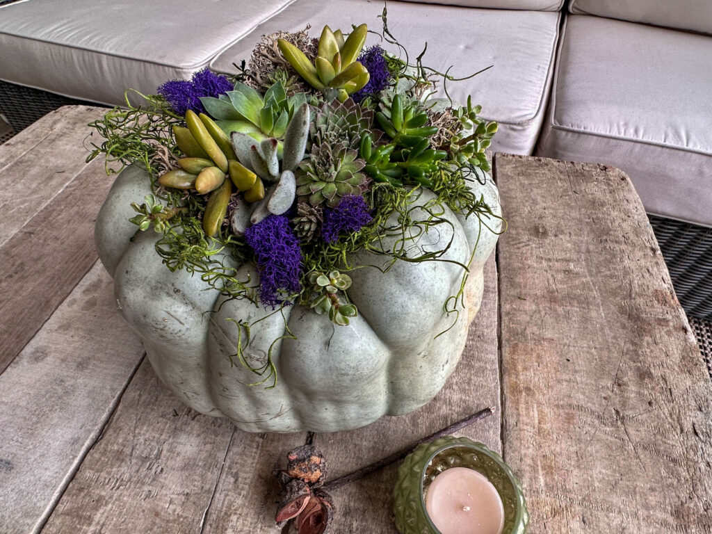 Blue-gray Pumpkin with succulents and moss.