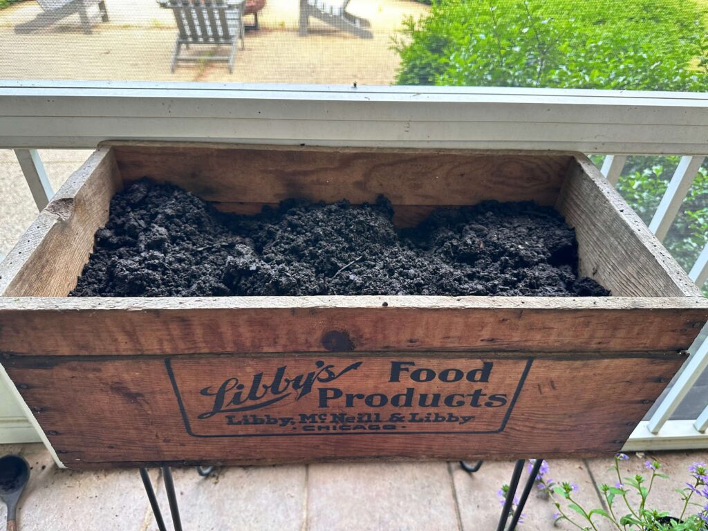 Preparing to plant herbs into a vintage crate.