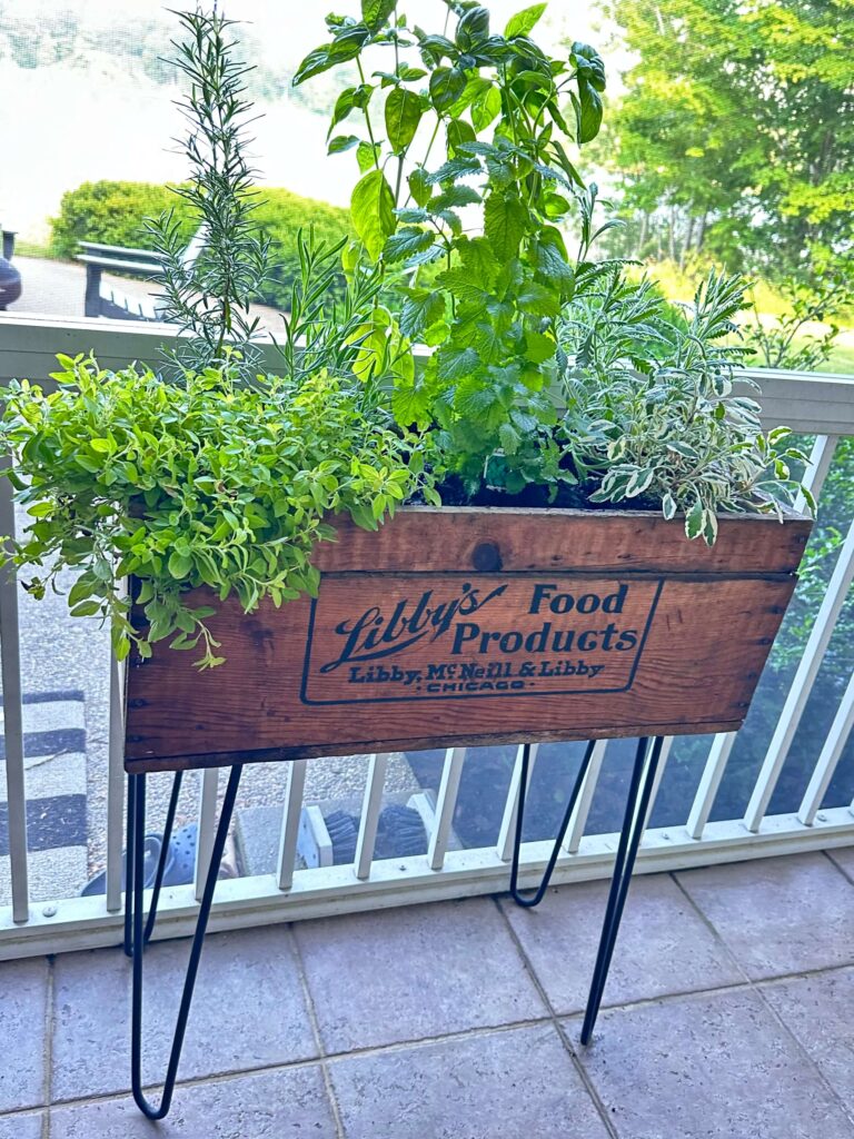 A Libby's crate planted with herbs for a cocktail garden.