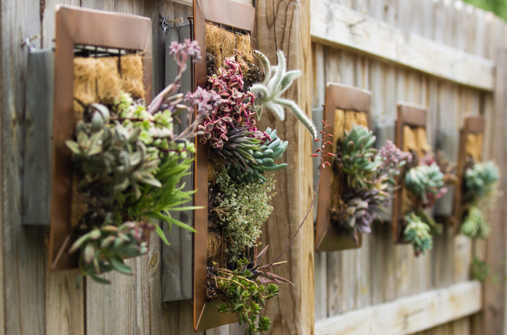 Succulents in planters on a fence.