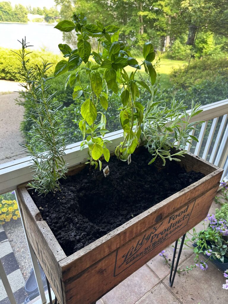 Planting an herb garden for summer cocktails into a patio container.