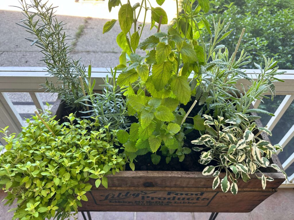 Herbs planted into a Libby's crate as a container cocktail garden.