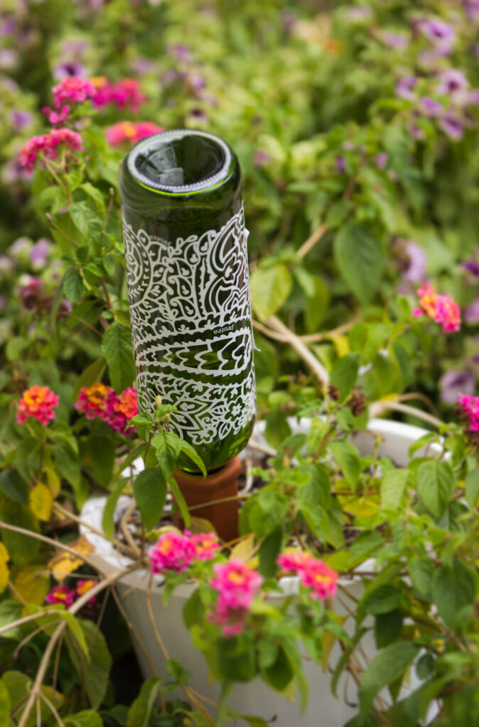 Plant Watering system with wine bottle.