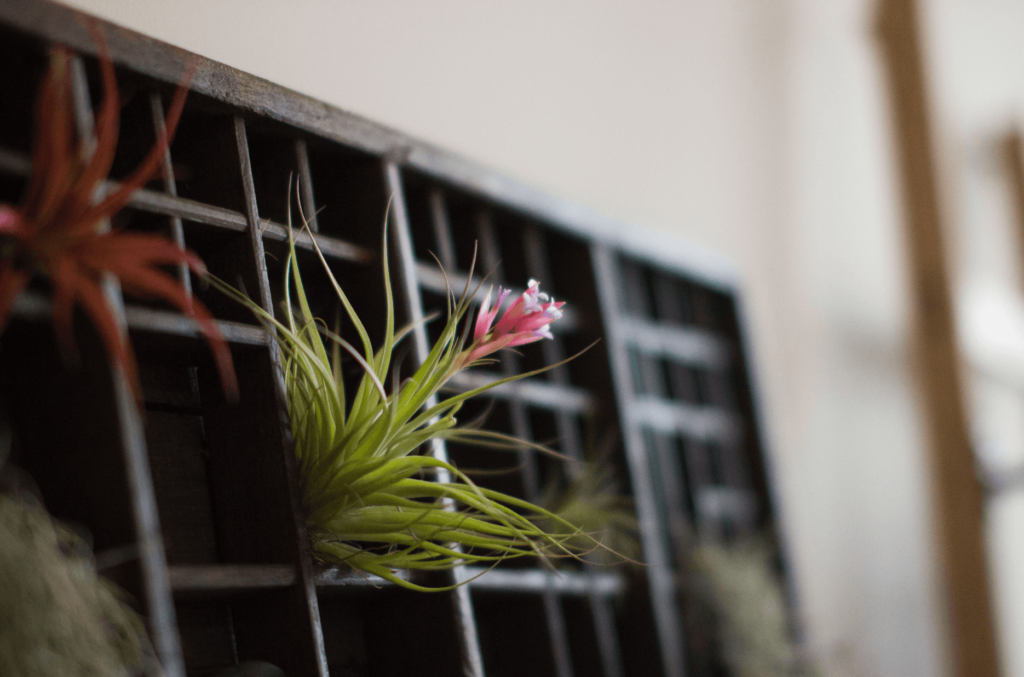 Ari plants on a vintage printers tray.