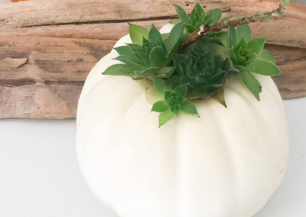 White mini pumpkin and succulent for Fall decorating.