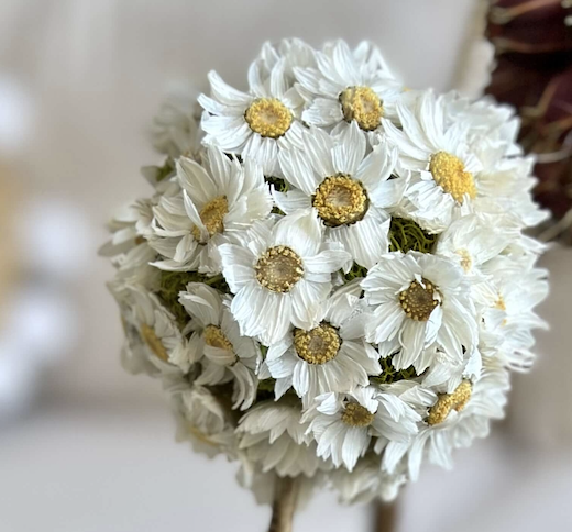 Dried daisies topiary