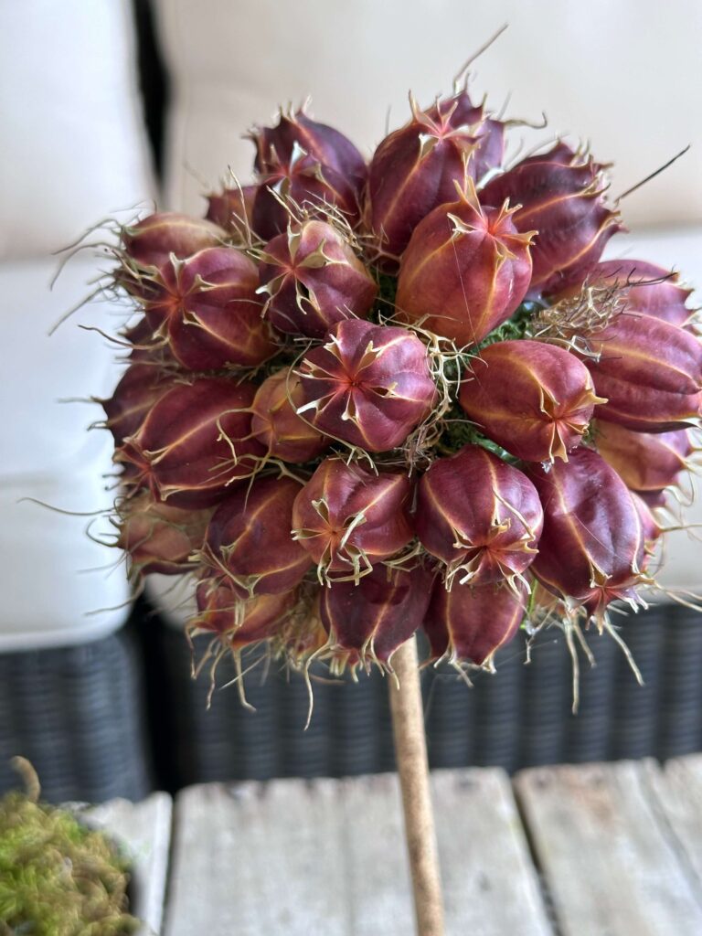 Dried Nigella Pod