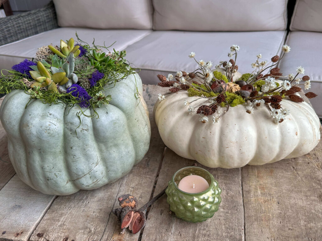 Heirloom Pumpkins with succulents and Dried Flowers