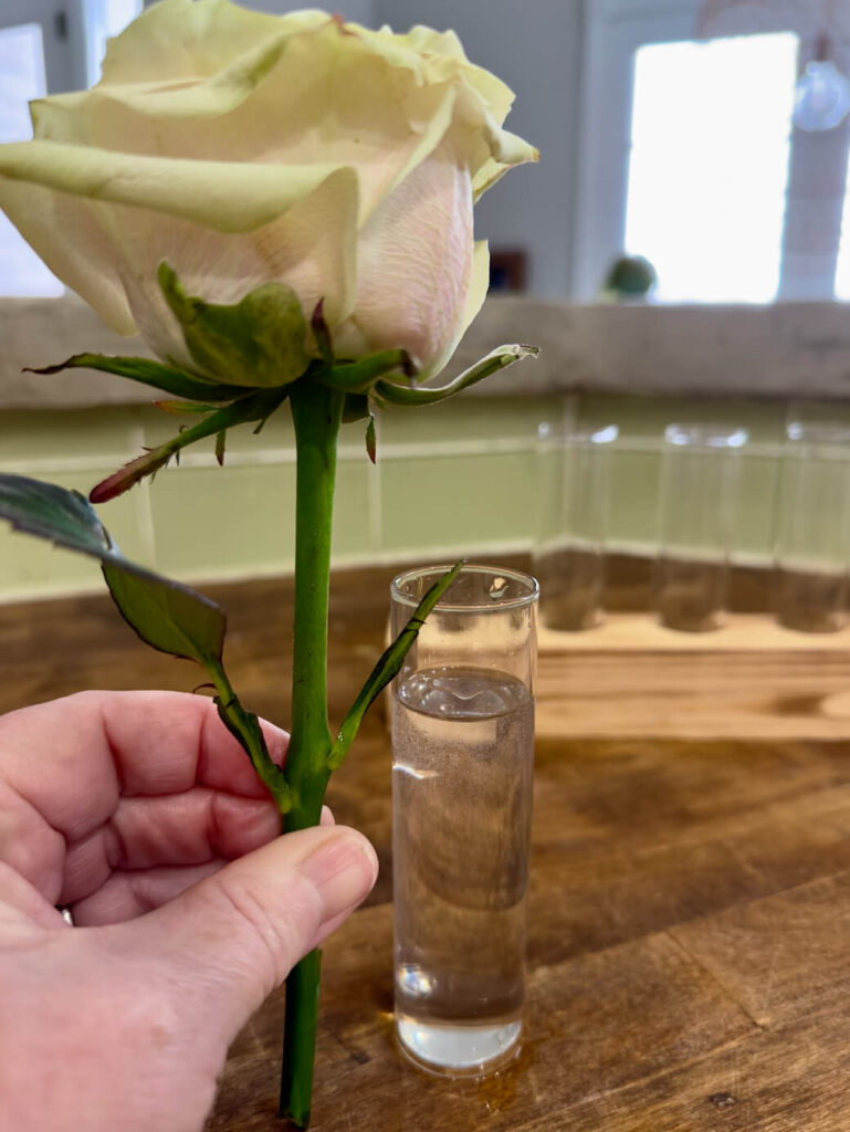 Rose next to test tube vase.