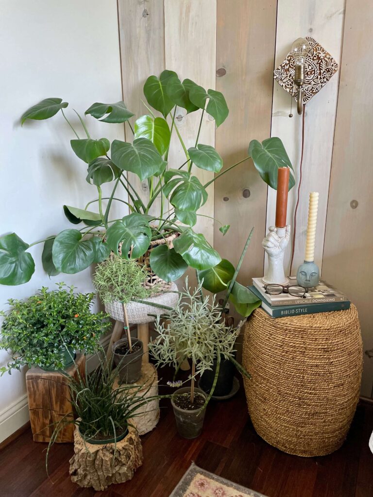 Lush Plants in a Corner of Bedroom.