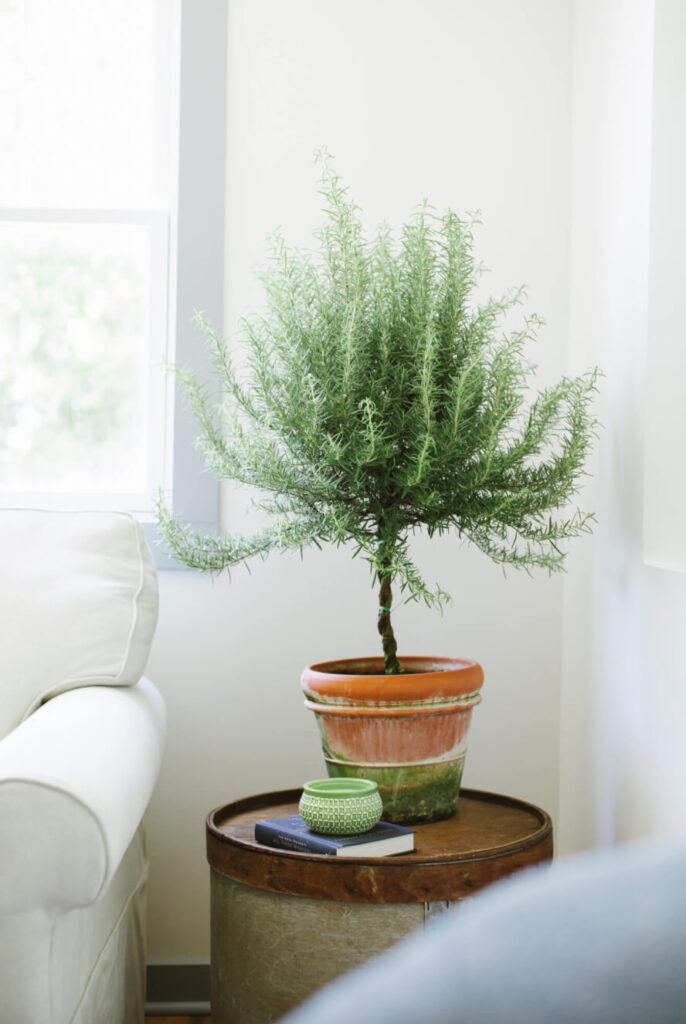 Rosemary Plant in light filled space.