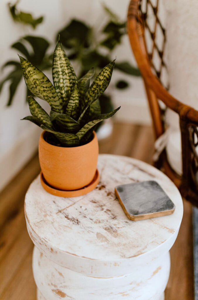 Snake Plant on end table