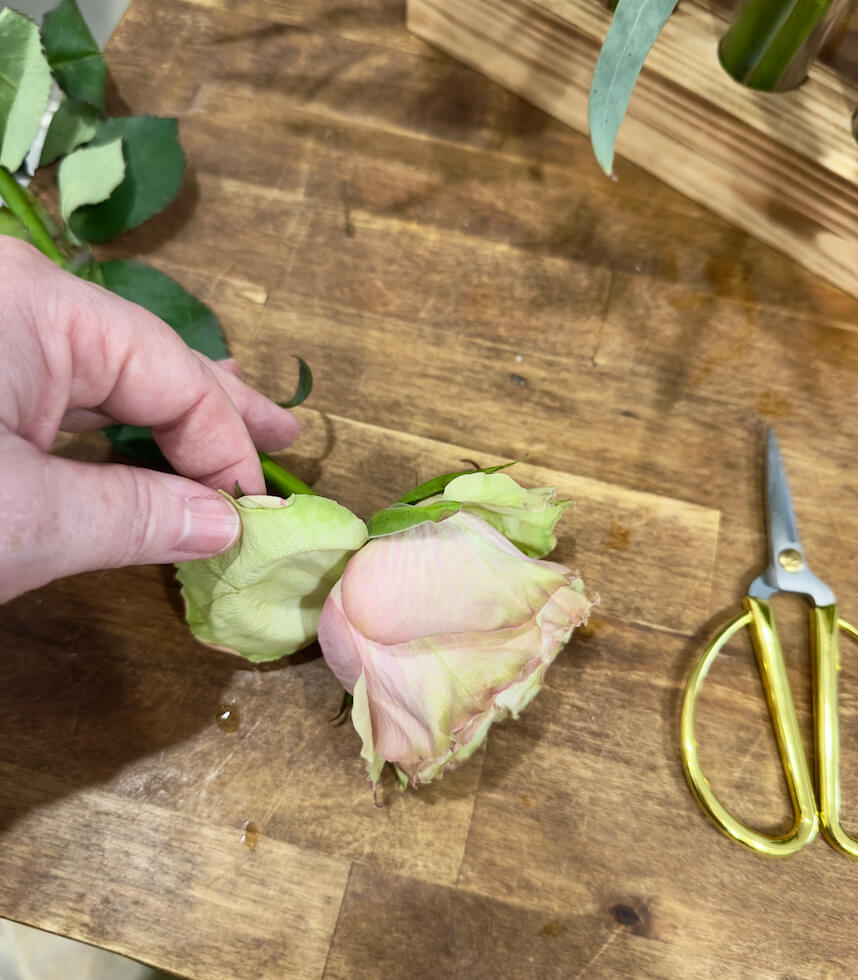 Garden Roses