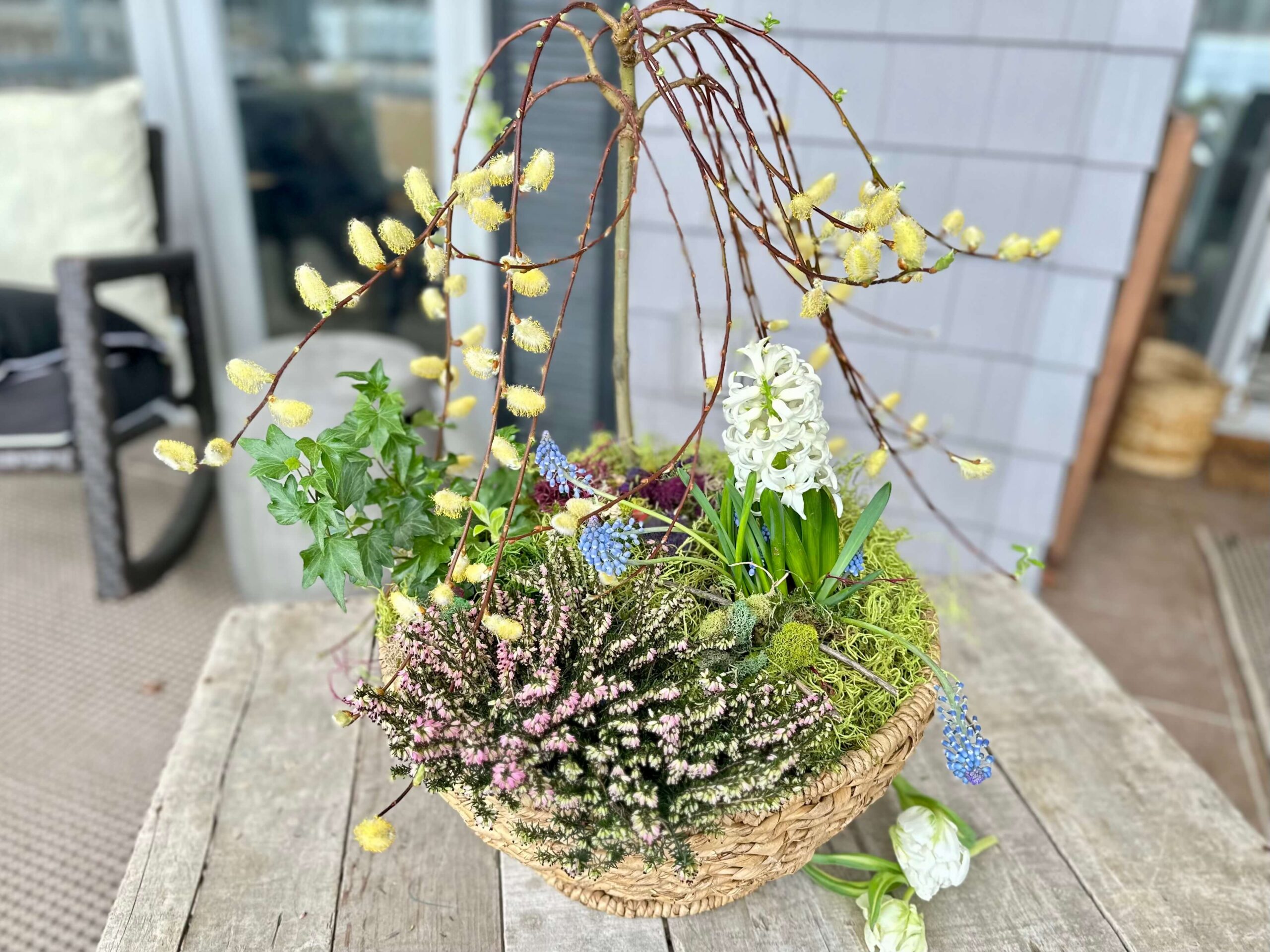 A basket filled with Spring Blooming Plants. Heather, PussyWillow, Hyacinth and Ivy.