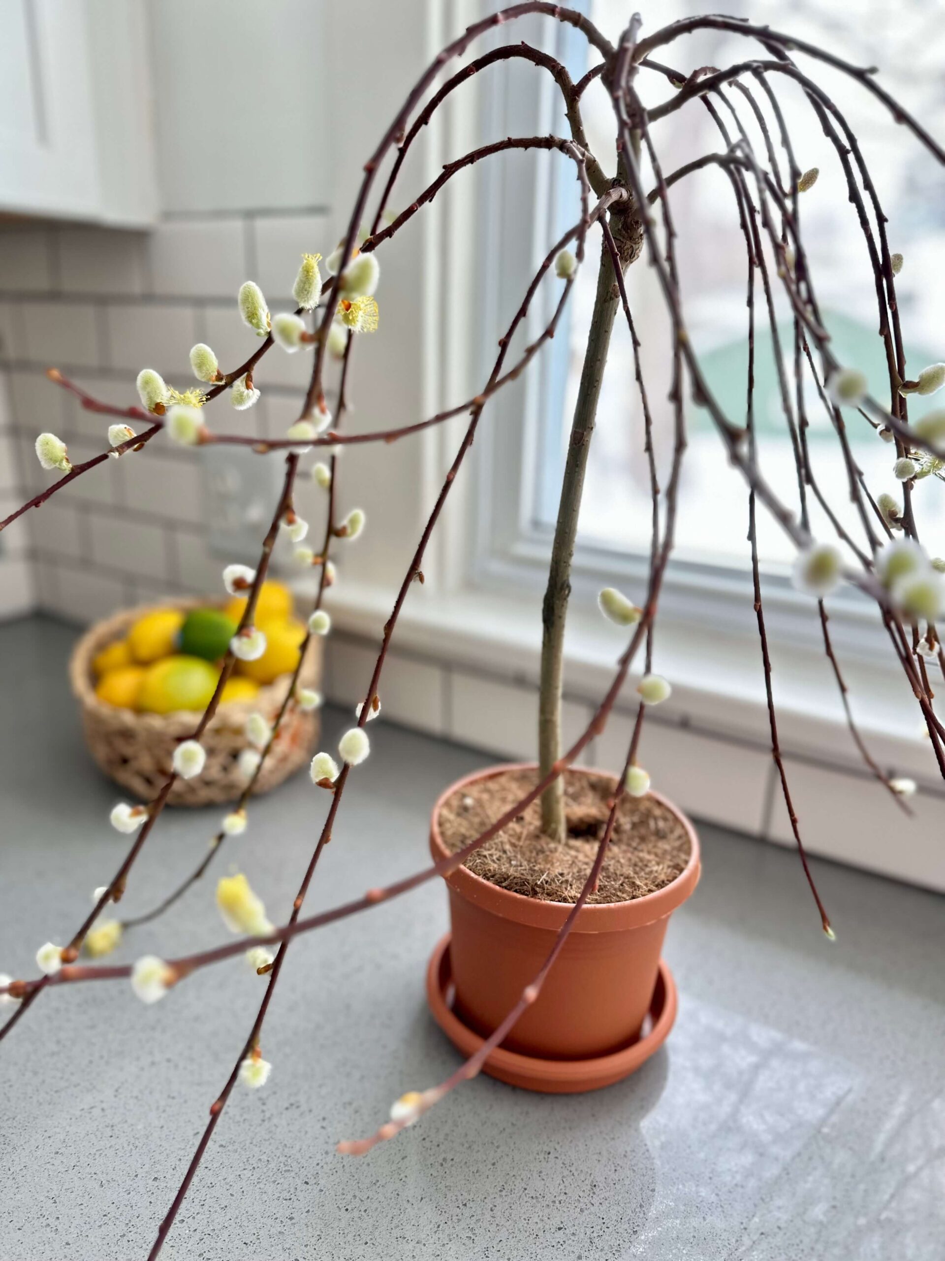 How to Create a Blooming Spring Basket using Spring potted plants. Pictured a Pussywillow plant.