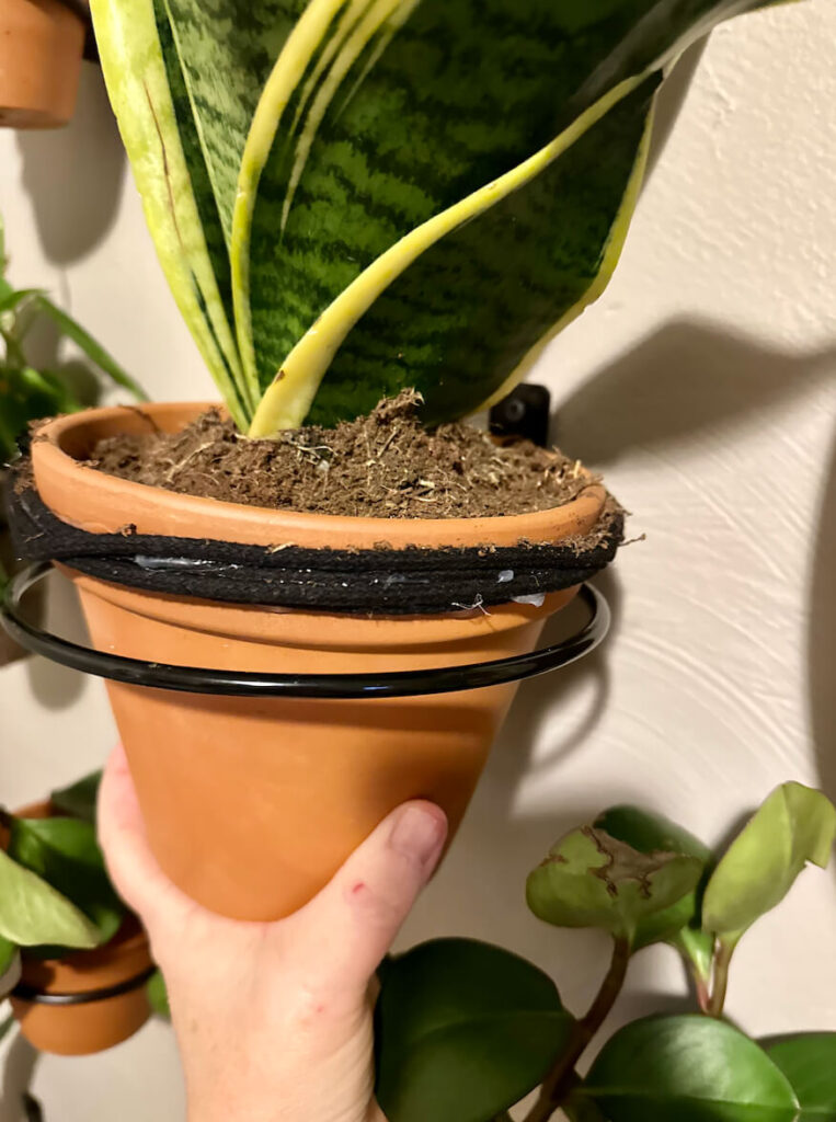 Plant in clay pot hung on a wall.