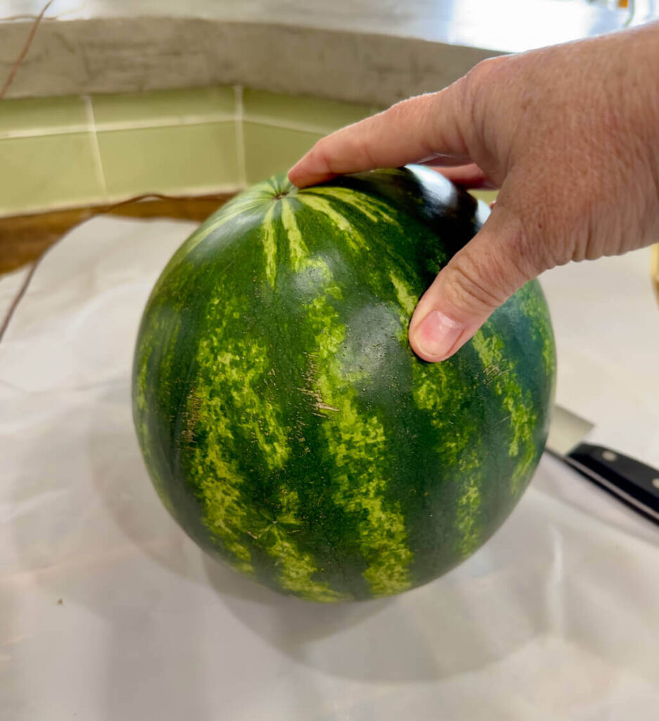 Watermelon for a DIY 4th of July flower centerpiece.
