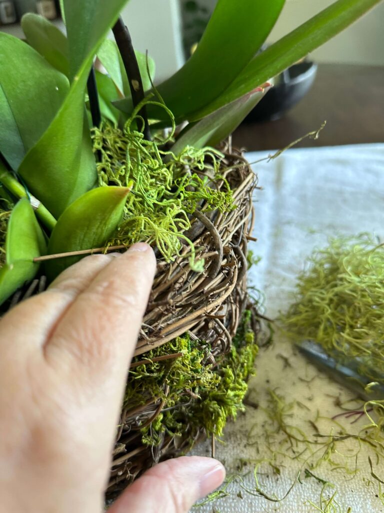 DIY Moss Basket with Orchids.