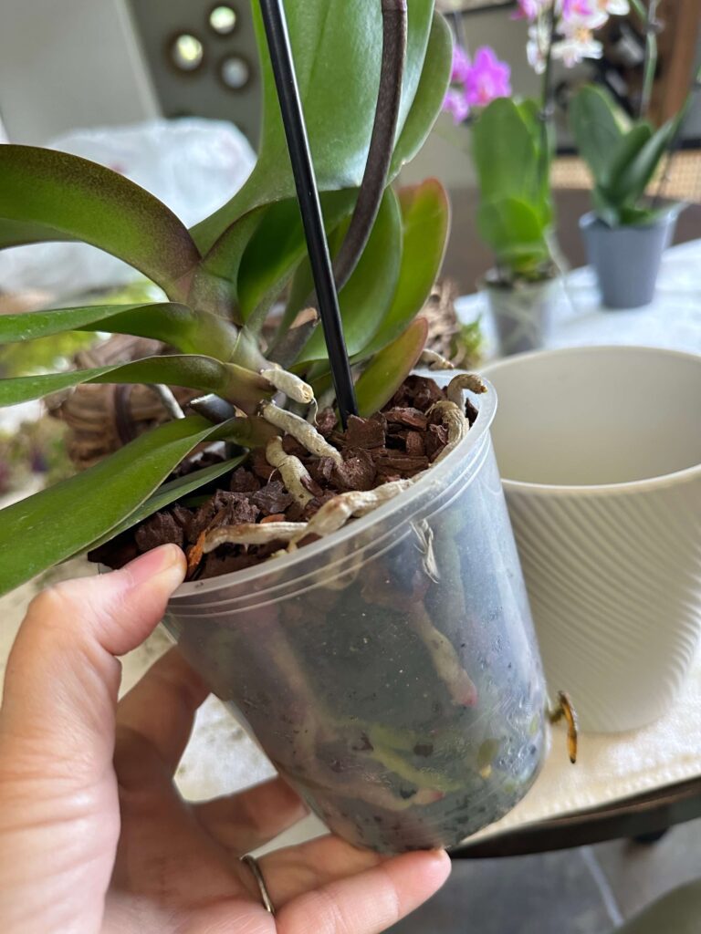 DIY basket arrangement with orchids and moss.