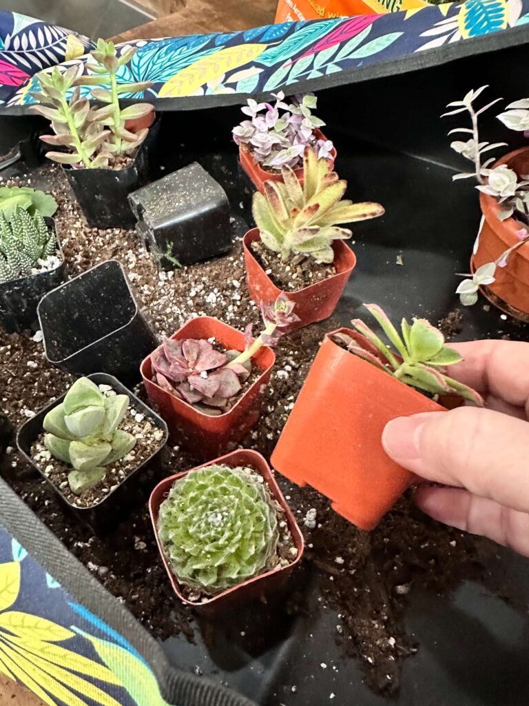 Repotting Mat with Succulent plants.