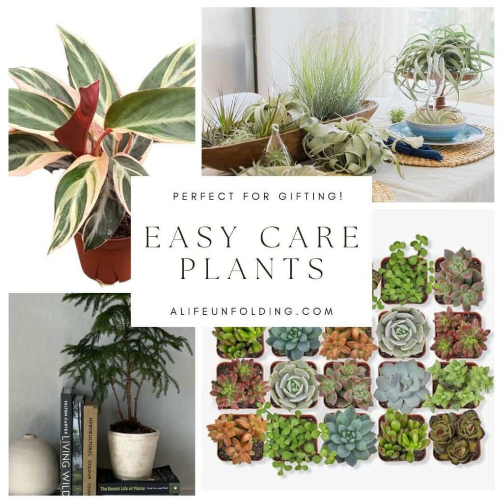 Gift Guide for easy care, live plants. Featuring a Stromanthe plant, air plants, succulents and a pretty Norfolk Pine